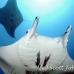 ray_manta_h_00043_yap0465.jpg